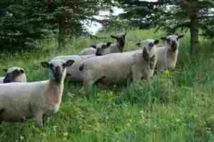 Schafe vom Gerstenhof