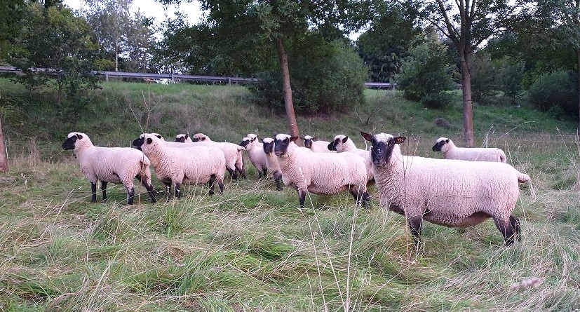 Unsere Shropshire Herde