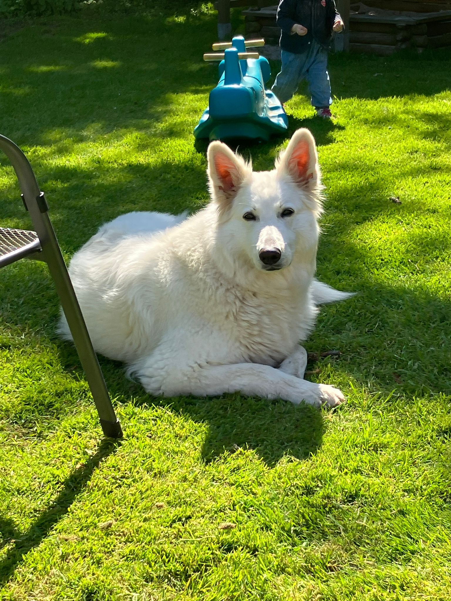 Amira